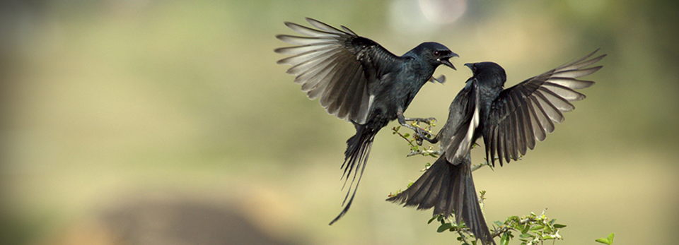 短信轰在线轰炸